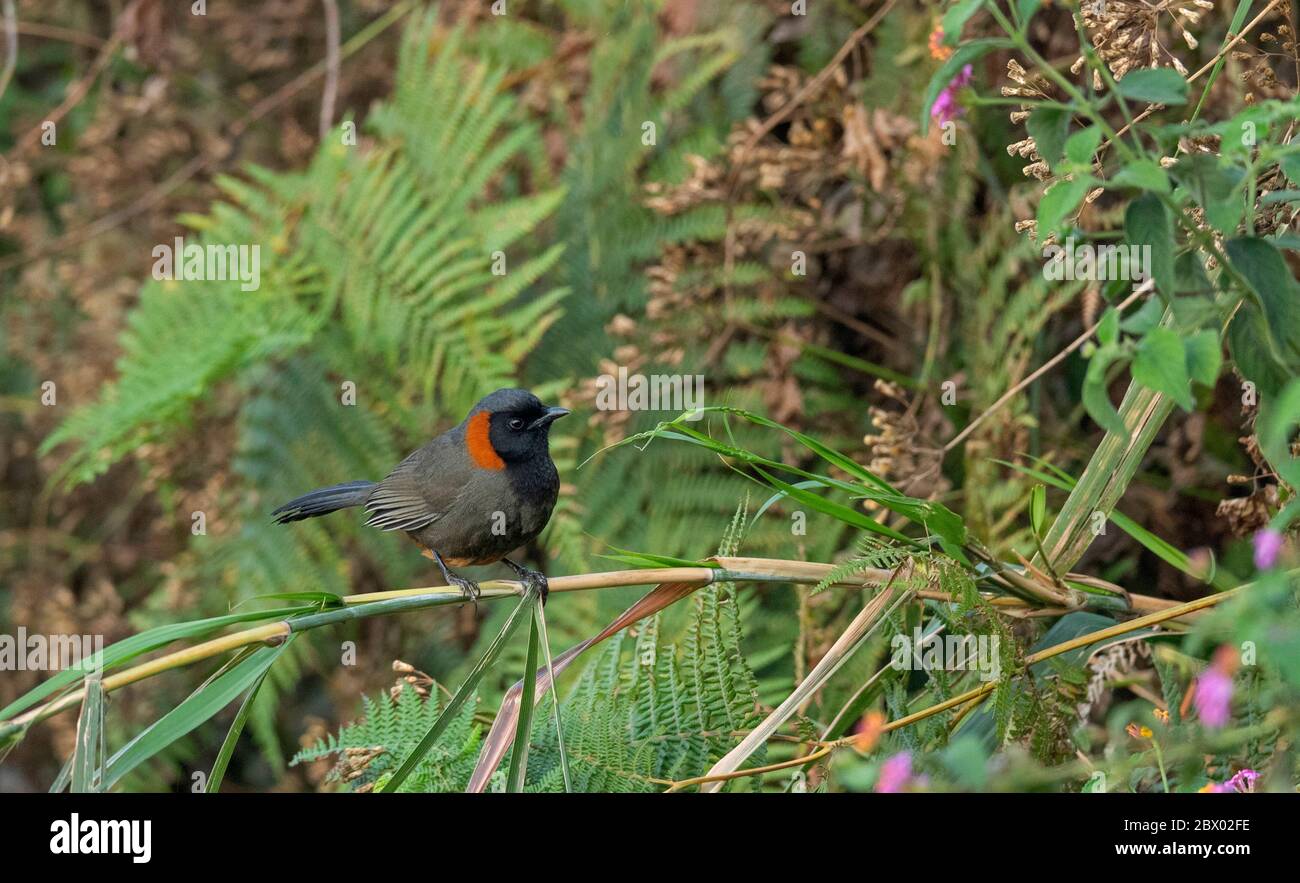 Cuculiformes, Cuckoos, Latpanchar, Mahananda Wild Life Sanctuary, Darjeeling, North Bengal, India Stock Photo