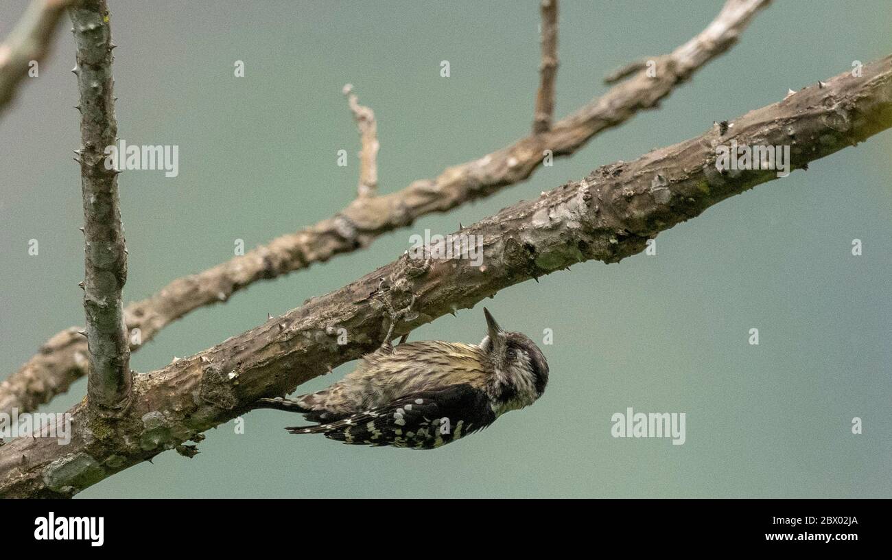 Grey-capped pygmy woodpecker, Dendrocopos canicapillus, Female, Neora Valley National Park, Kalimpong district, West Bengal, India Stock Photo