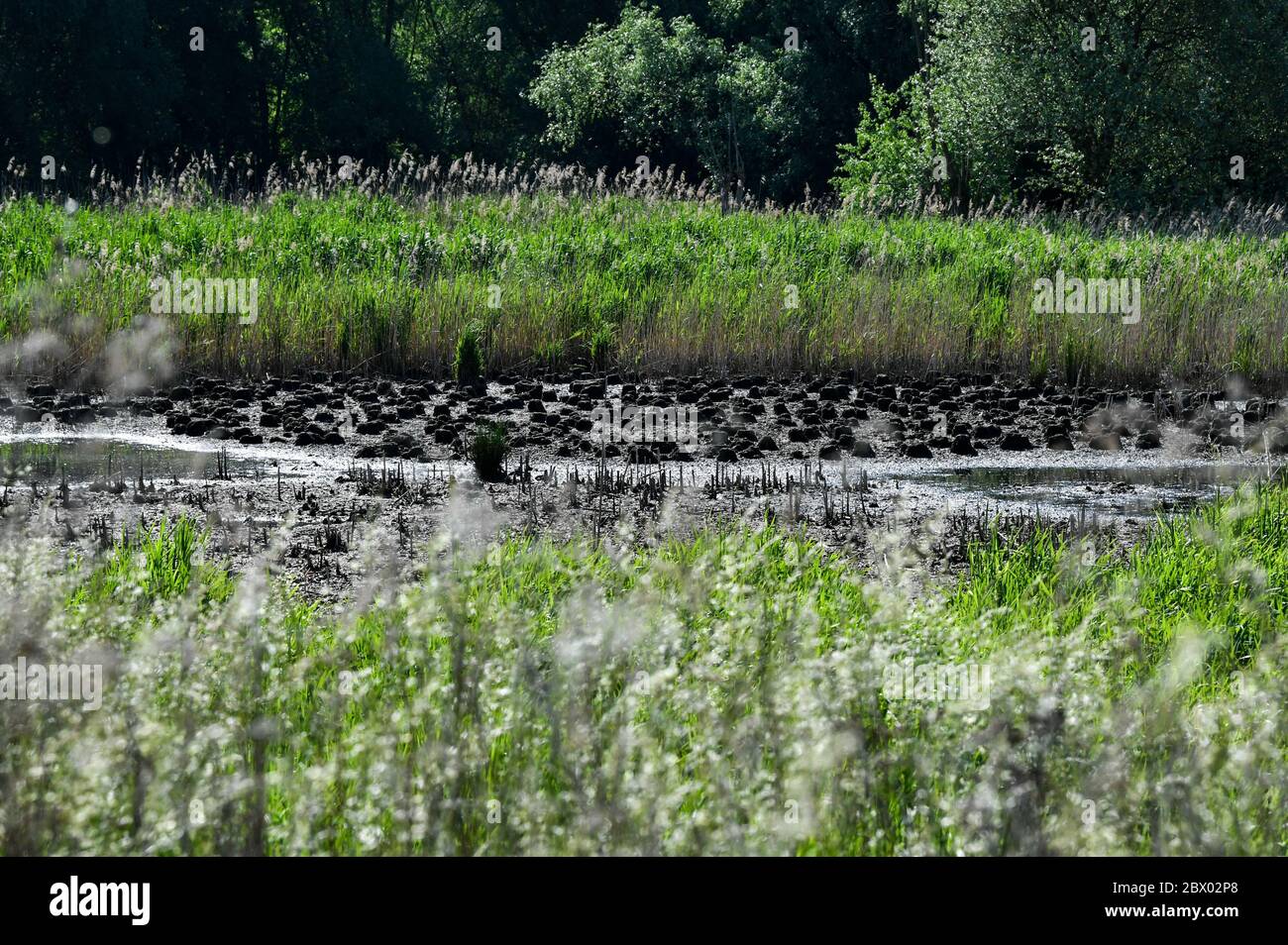 Berlin Germany 03rd June 2020 Swampy Is A Part Of The Wuhle On The Wuhletal Hiking