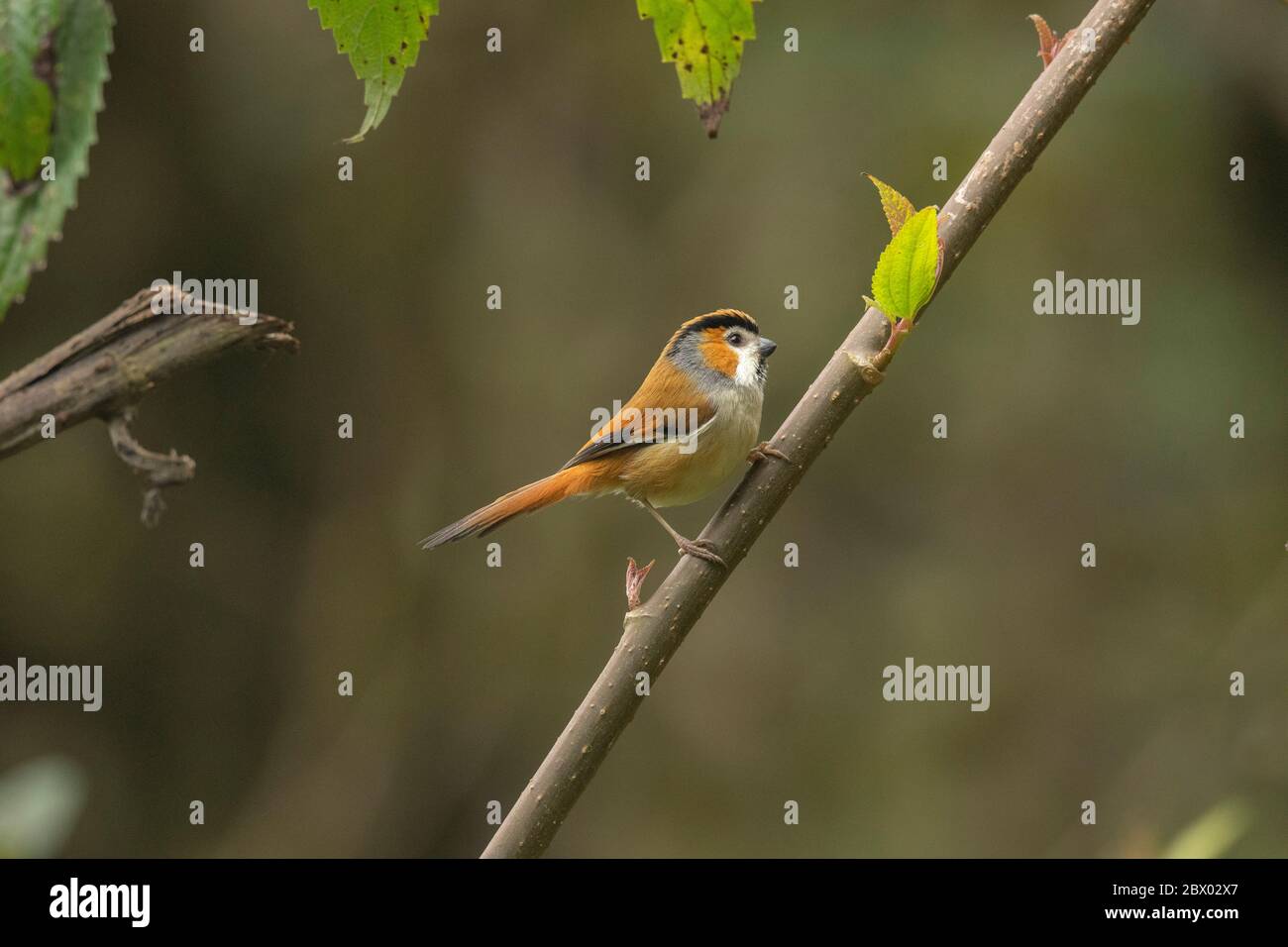 Black-throated parrotbill, Paradoxornis nipalensis, Neora Valley National Park, Kalimpong district, West Bengal, India Stock Photo