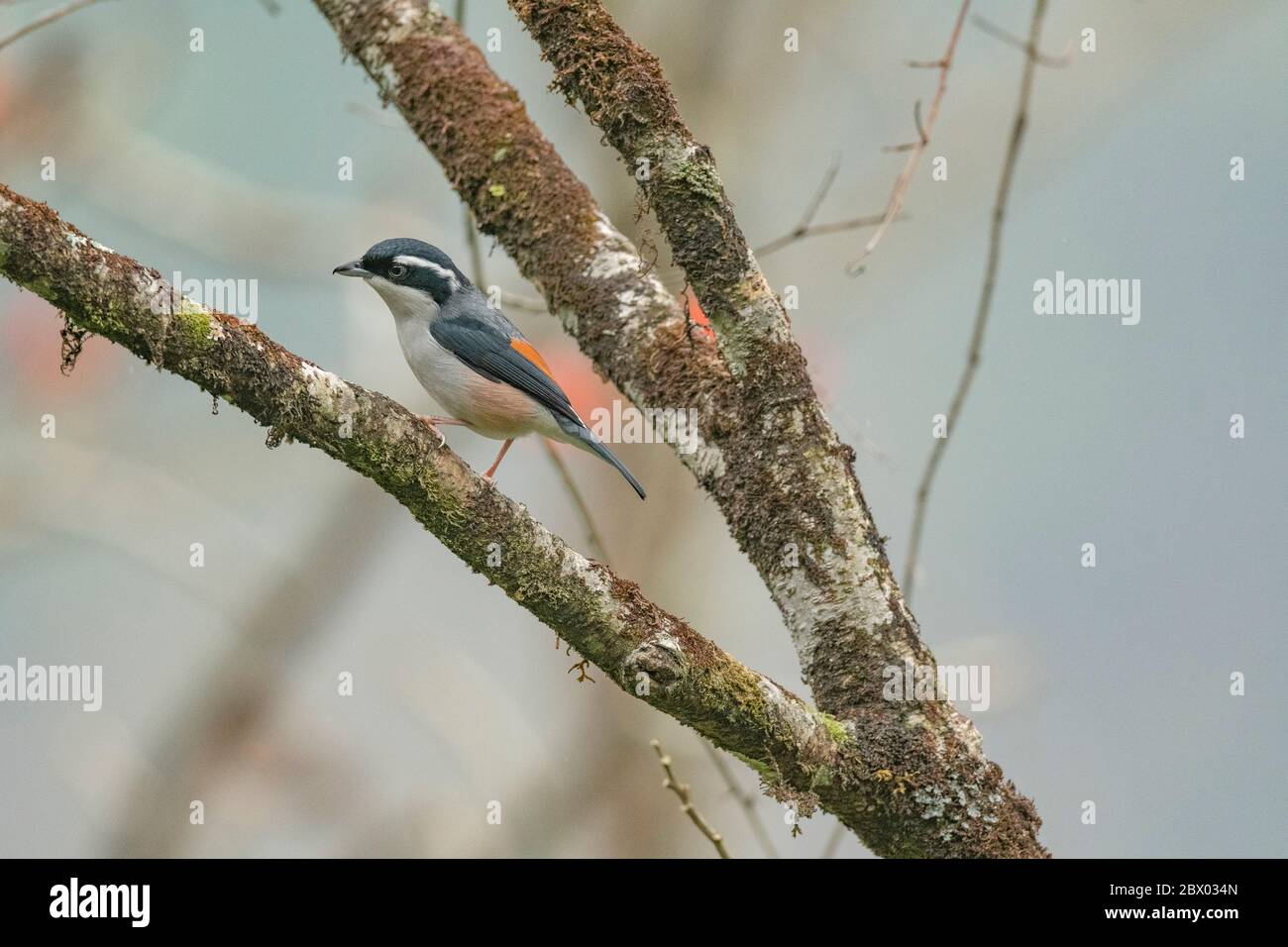 White-browed Shrike-babbler, Pteruthius flaviscapis, Male, Neora Valley National Park, Kalimpong district, West Bengal, India Stock Photo