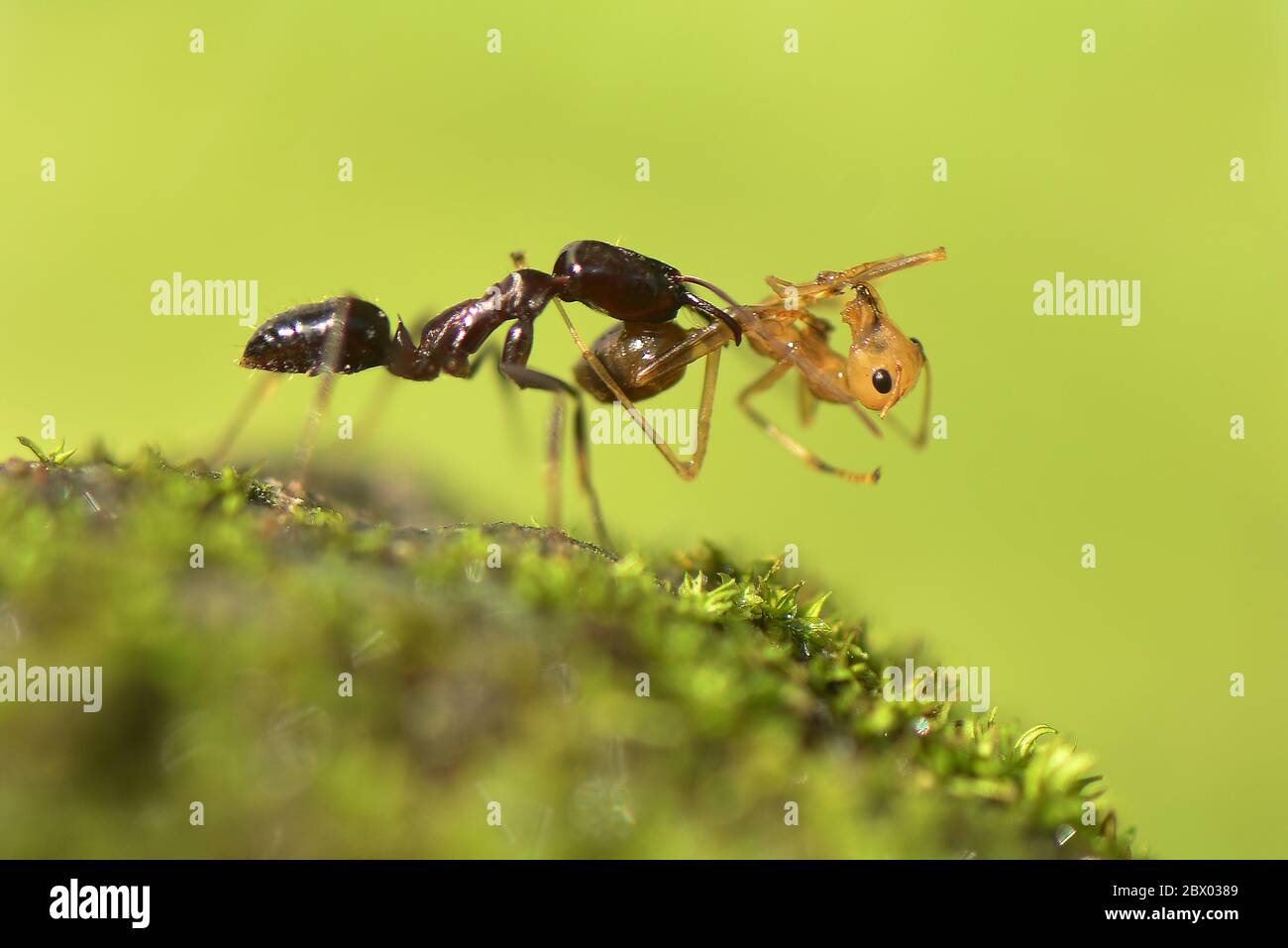 ant eat ant Stock Photo Alamy