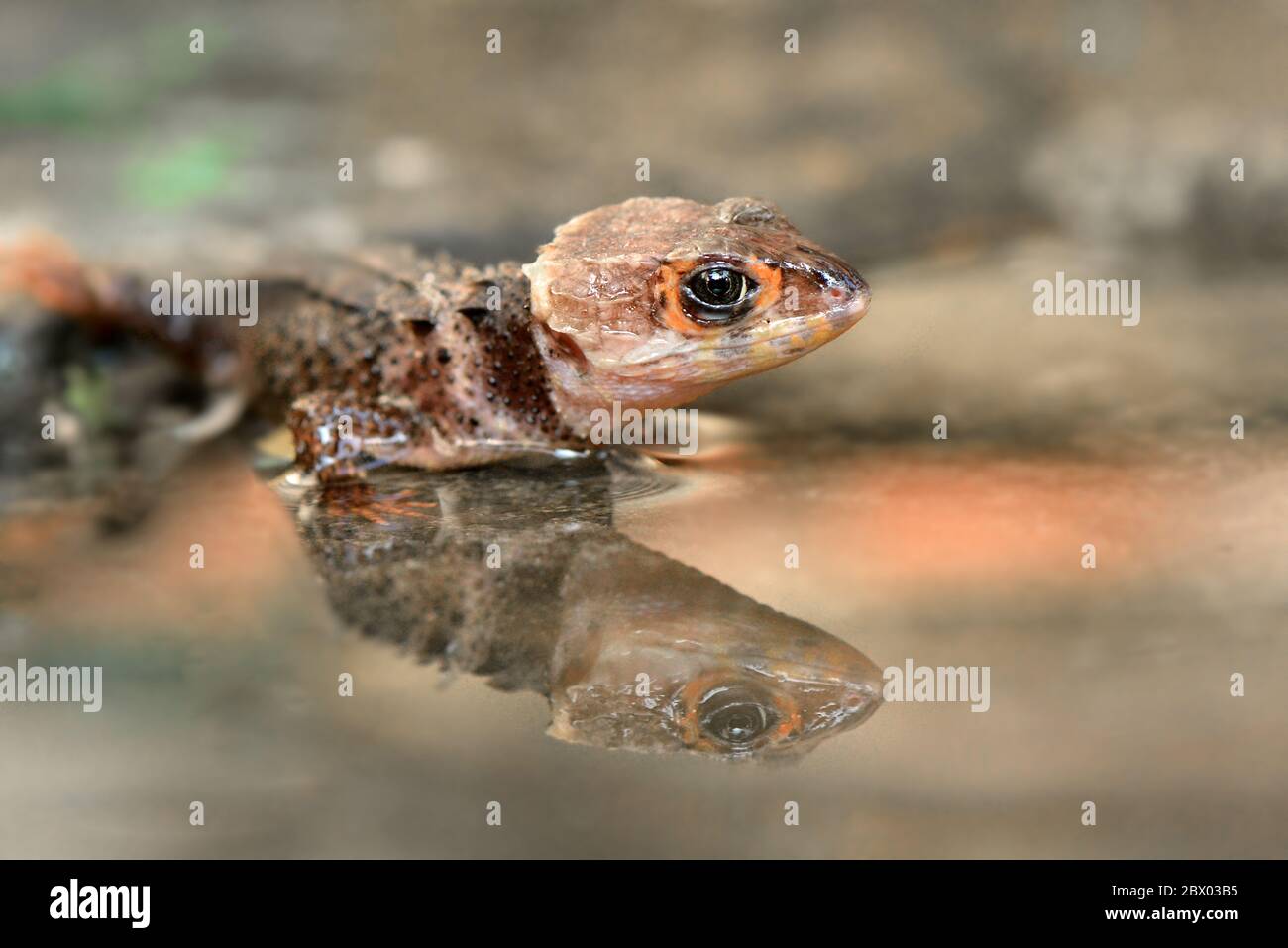 Crock skink is a reptile from indonesia Stock Photo