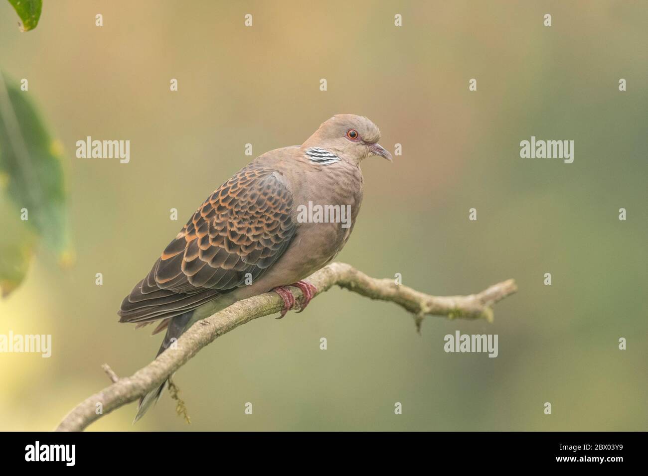 Dove species of india hi-res stock photography and images - Alamy