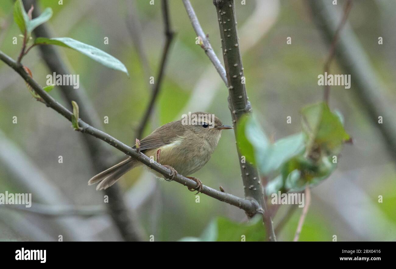Brown-flanked bush warbler, Horornis fortipes, Lava, Kalimpong district, West Bengal, India Stock Photo
