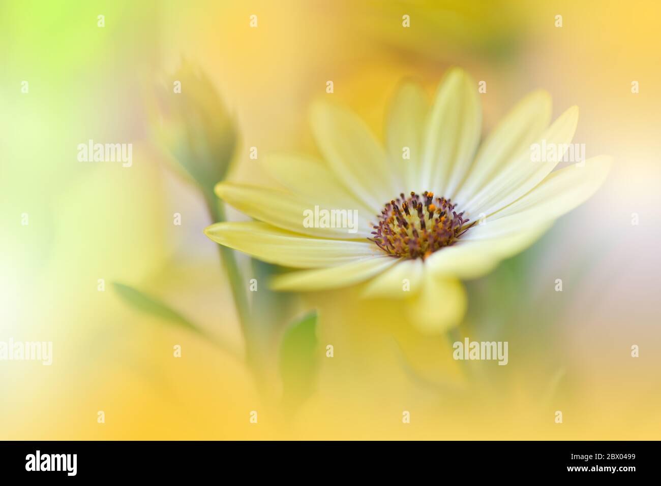 Beautiful Nature Background.Floral Art Design.Abstract Macro Photography.Gerbera Daisy Flower.Golden Background.Creative Artistic Wallpaper.Summer,sun Stock Photo