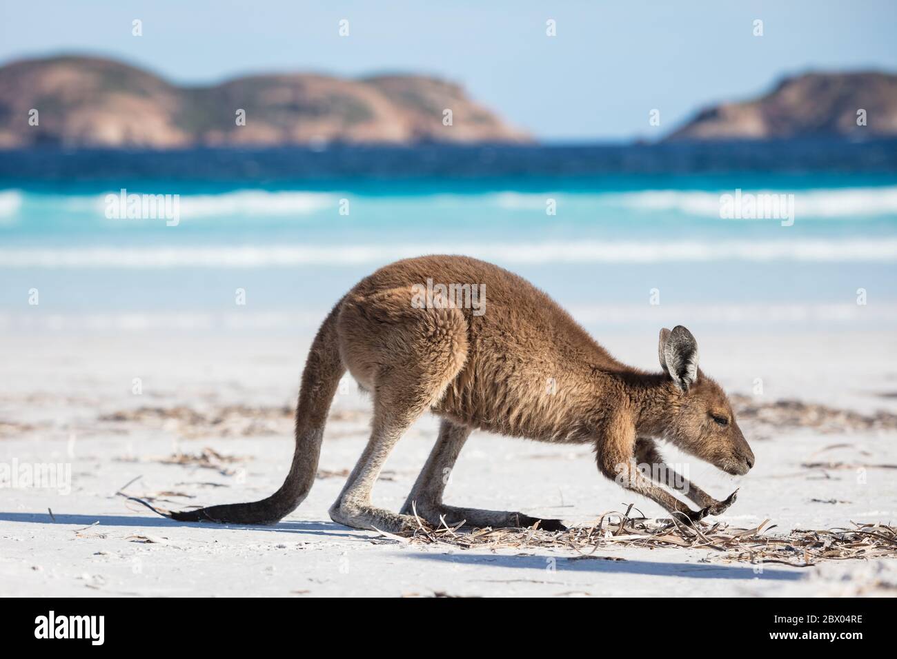 A feeding young kangaroo on the beach at Lucky Bay in the Cape Le Grand National Park, near Esperance, Western Australia Stock Photo