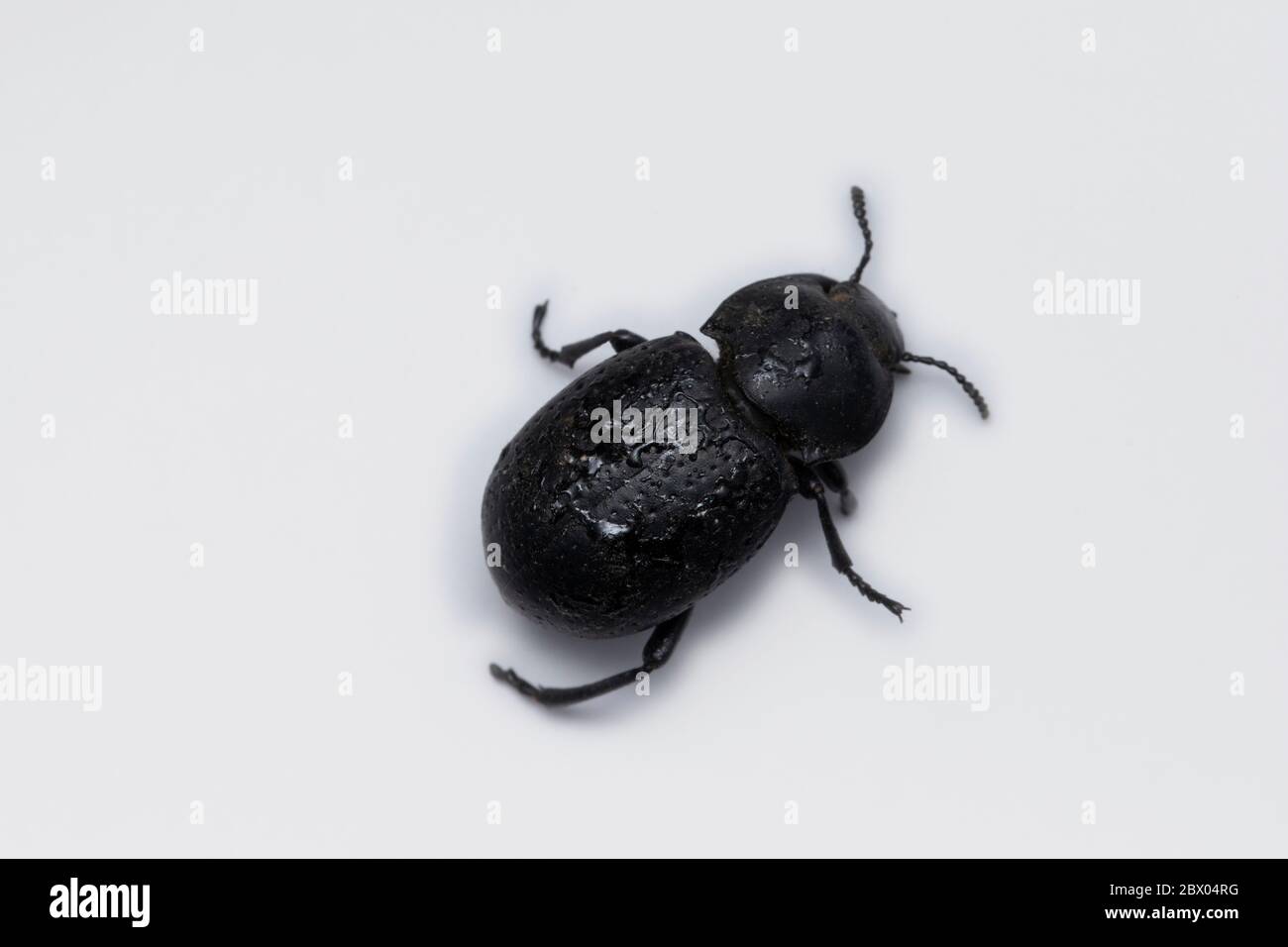 Dorsal of Cellar beetle, Blaps mortisaga, Tenebrionidae, Lonand, Maharashtra, India Stock Photo