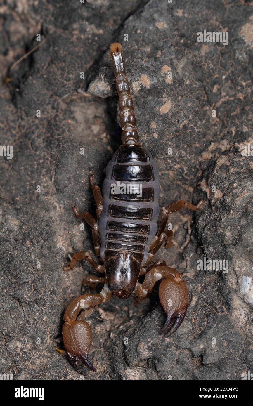 Dorsal of family burrowing scorpions, Heterometrus xanthopus, Lonand, Maharashtra, India Stock Photo