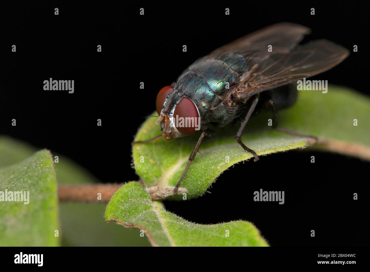 Eyes of Blue bottle fly, Calliphora vomitoria, Satara,Maharashtra, India Stock Photo