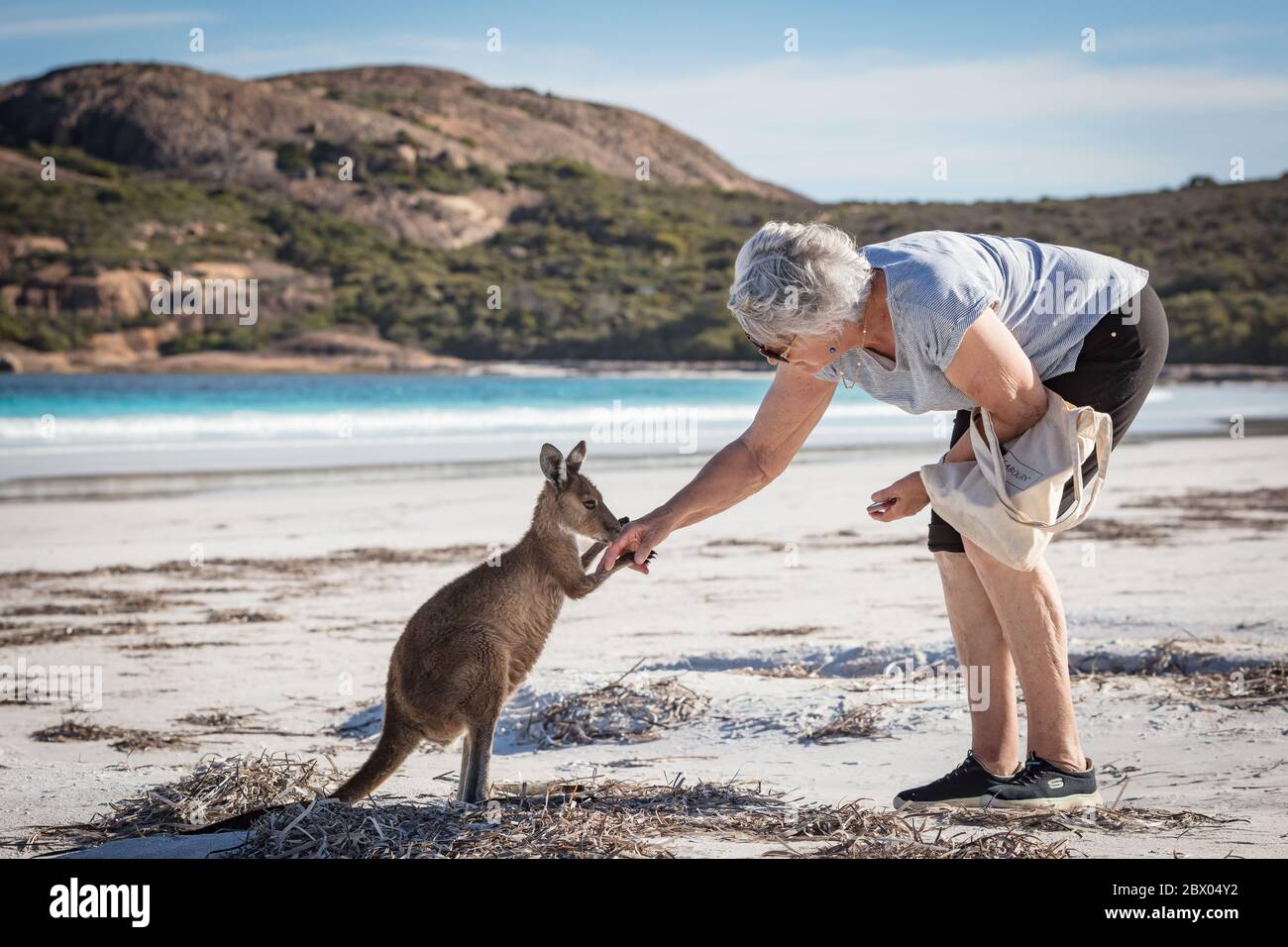 Lucky Bay Western Australia November 12th 2019 : A tourist being greeted by a kangaroo on the beach at Lucky Bay Stock Photo
