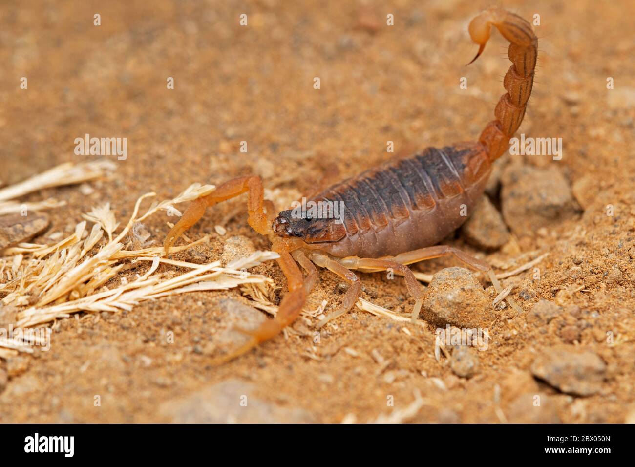 Indian red scorpion, Hottentota tamulus, Lonand, Maharashtra, India Stock Photo