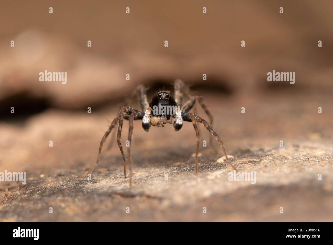 Male, Shore spider, Pardosa milvina, Lycosidae, Lonand, Maharashtra