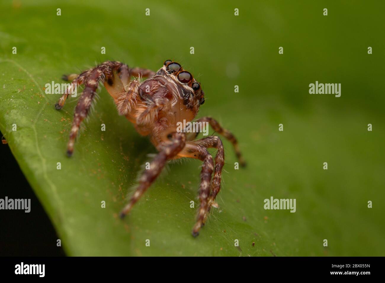 Nice Spider Beautiful Jumping Spider , Close-up Jumping Spider , Jumping Spider ...