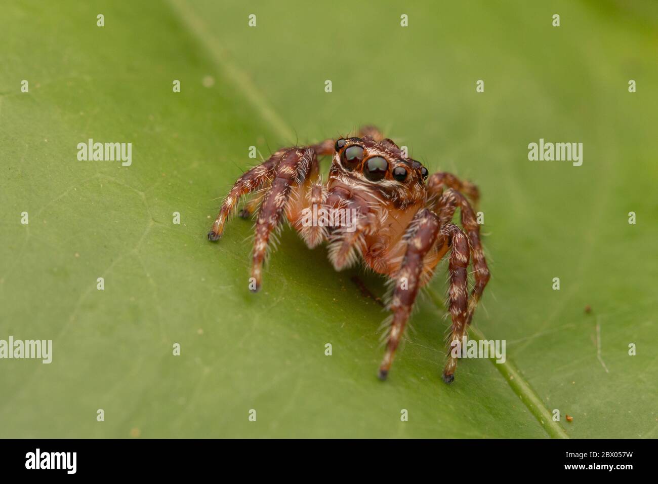 Nice Spider Beautiful Jumping Spider , Close-up Jumping Spider , Jumping Spider ...