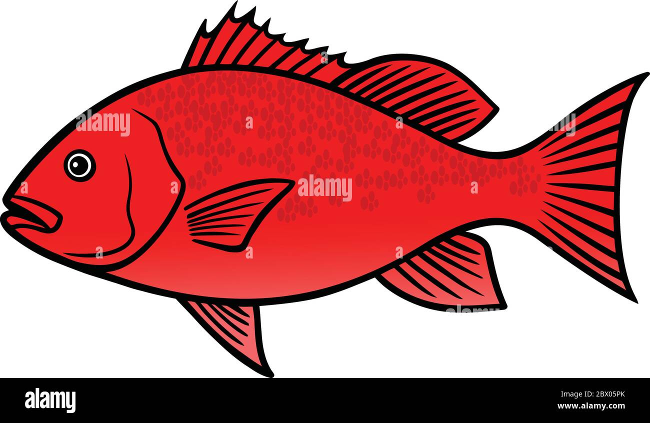 Red Snapper Fish - A cartoon illustration of a Red Snapper Fish. Stock Vector