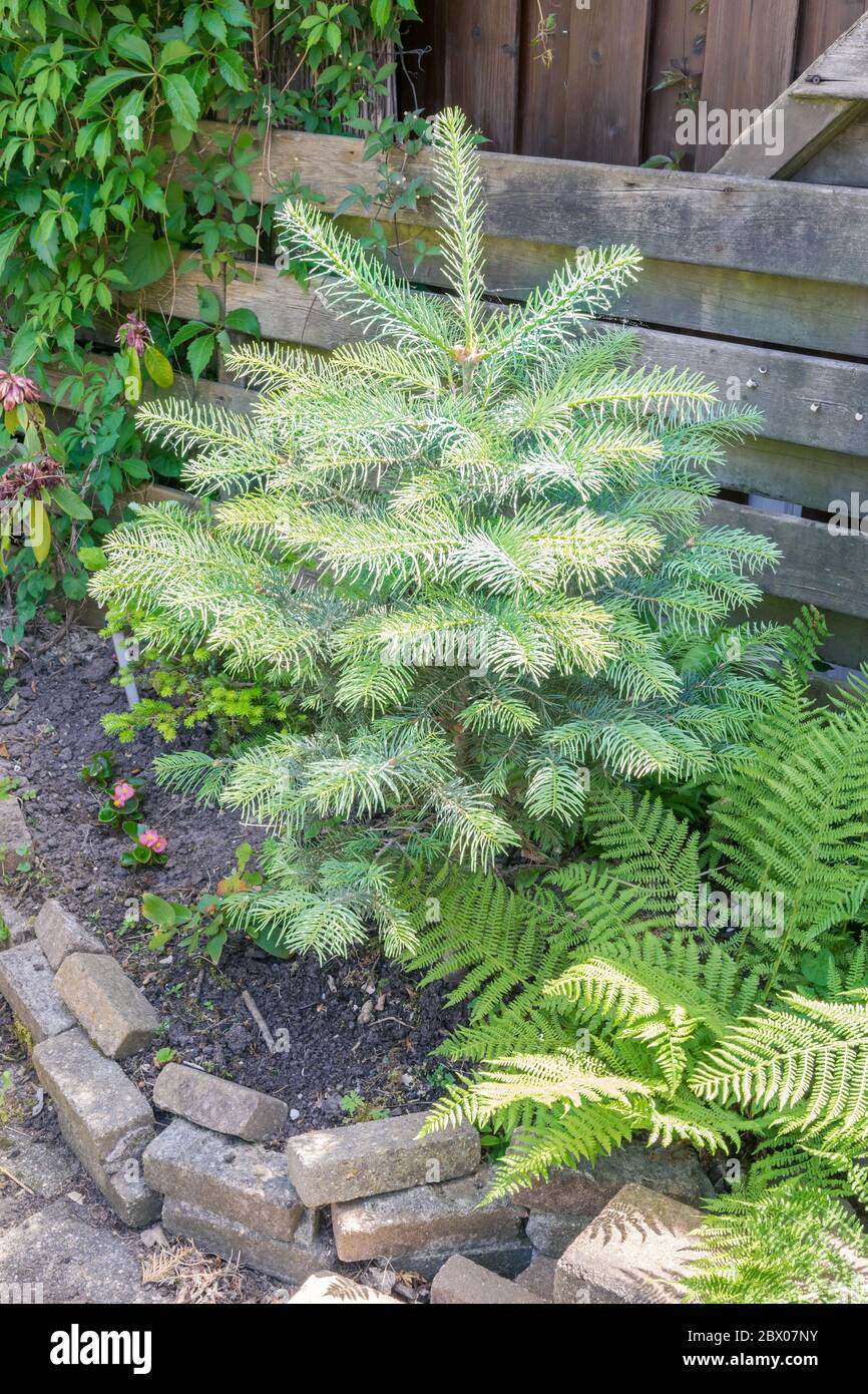 Small White fir (Abies concolor) with fresh new shoots Stock Photo
