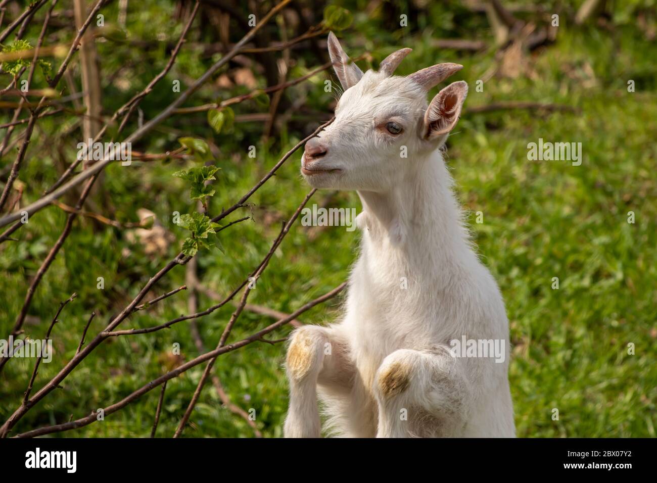 On rear legs hi-res stock photography and images - Alamy