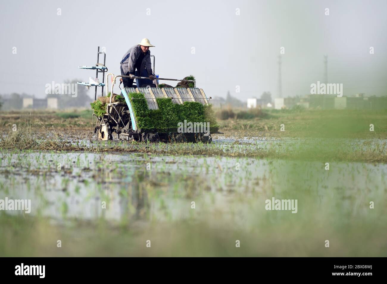 Hefei, China's Anhui Province. 3rd June, 2020. Farmers operate a rice transplanter in an organic paddy field in Xiaqiao Township, Yingshang County, east China's Anhui Province, June 3, 2020. Credit: Zhou Mu/Xinhua/Alamy Live News Stock Photo