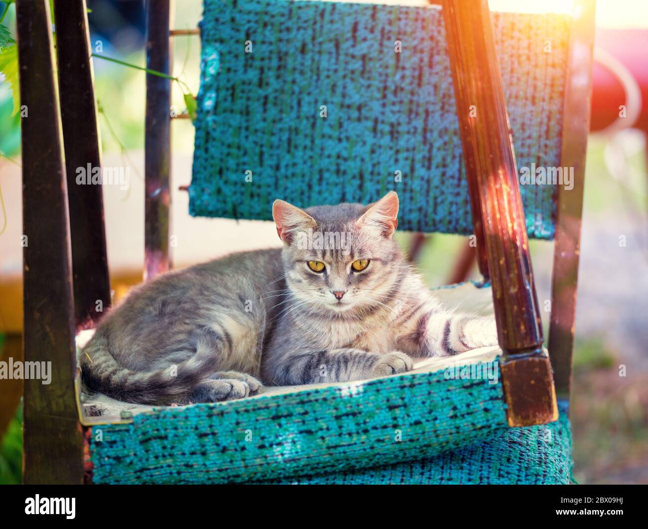 The cat was lying on an upside down chair in the garden Stock Photo