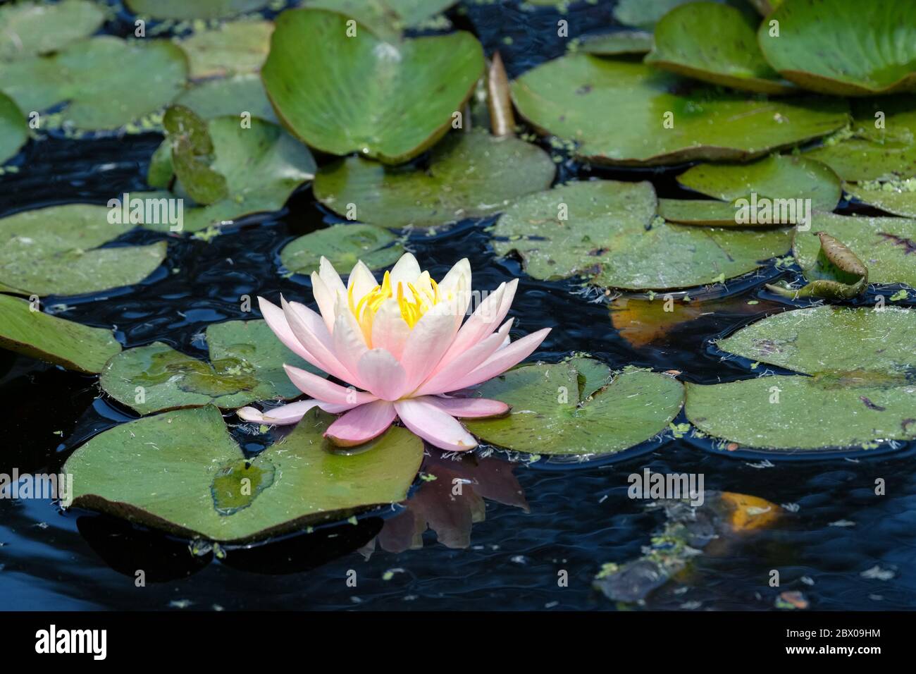 Single peach-coloured flower of Nymphaea Peace Lily, Waterlily growing in a pond, surrounded by lily pads Stock Photo