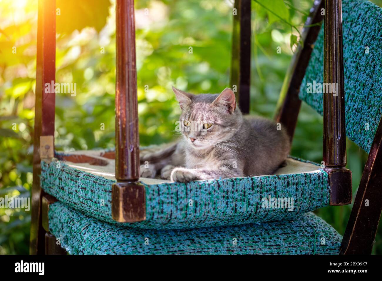 The cat was lying on an upside down chair in the garden Stock Photo