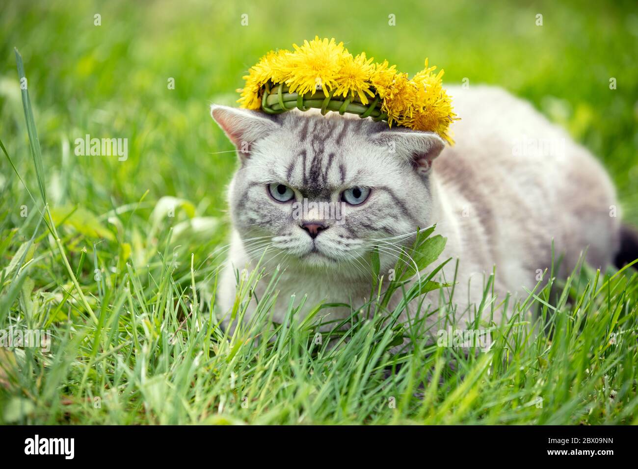 Siamese cat crowned dandelion chaplet lying on the grass in the summer garden Stock Photo
