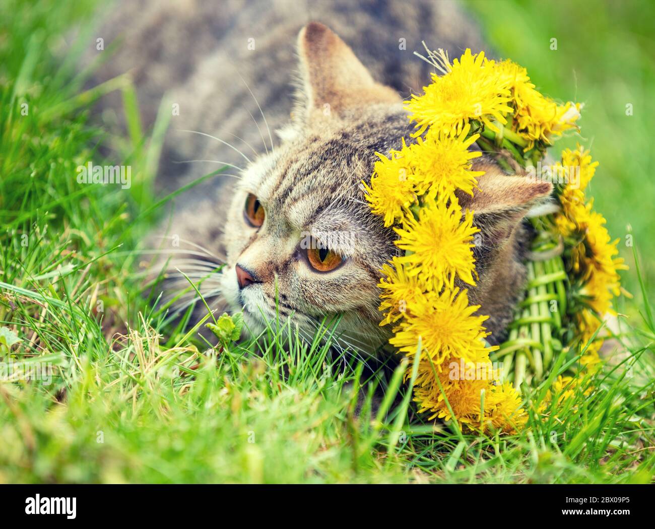 Cute cat crowned dandelion chaplet lying on the grass in the summer garden Stock Photo