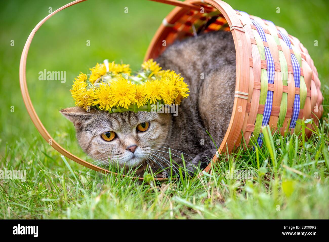 Cute cat crowned dandelion chaplet lying in a basket on the grass in the summer garden Stock Photo