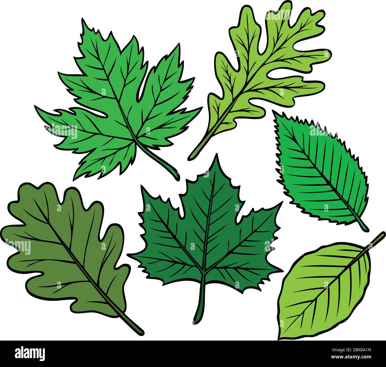 Spring Leaf Collection An illustration of a Spring Leaf Collection