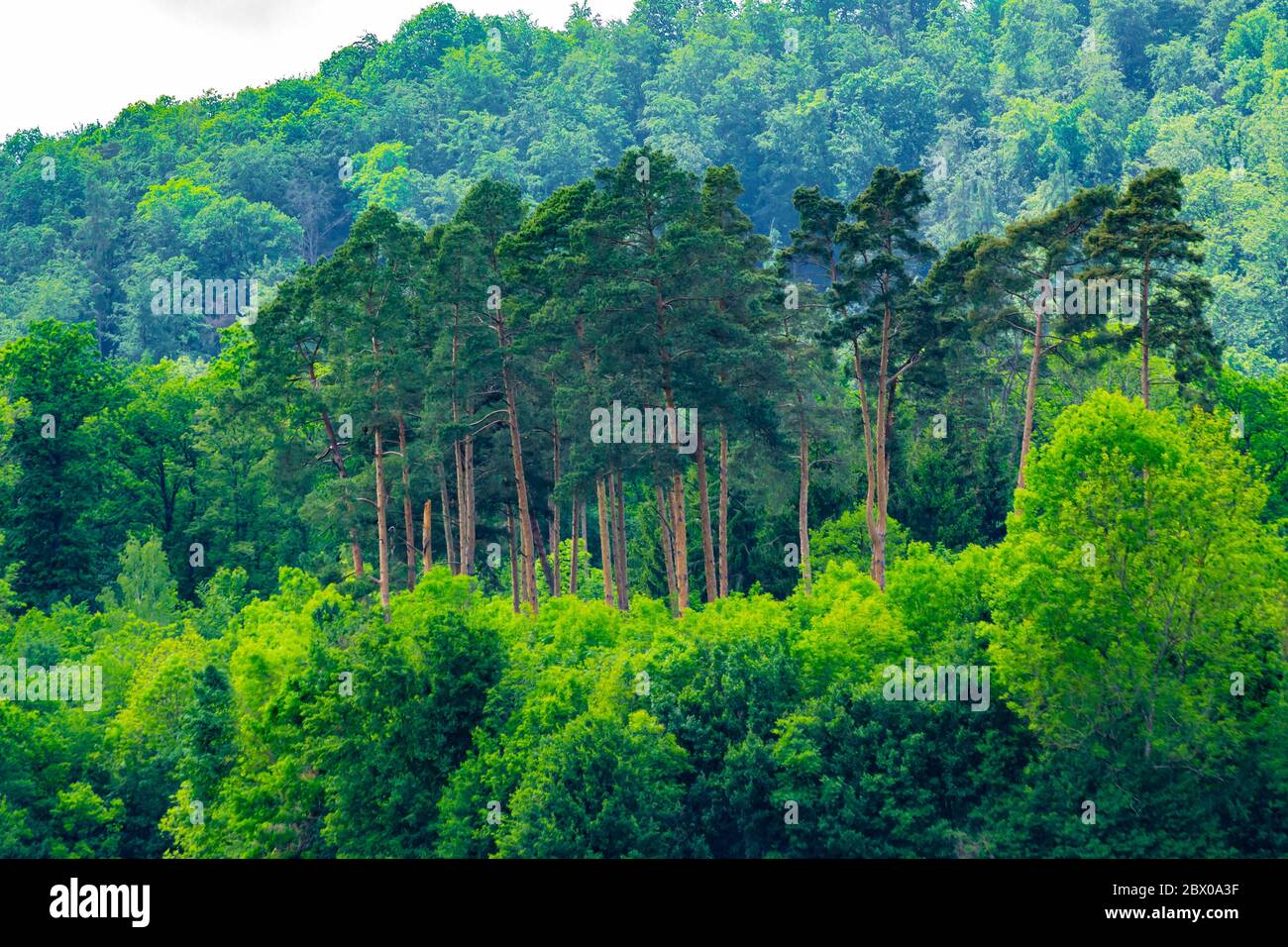 Landscape with Pine trees standing between deciduous trees in the