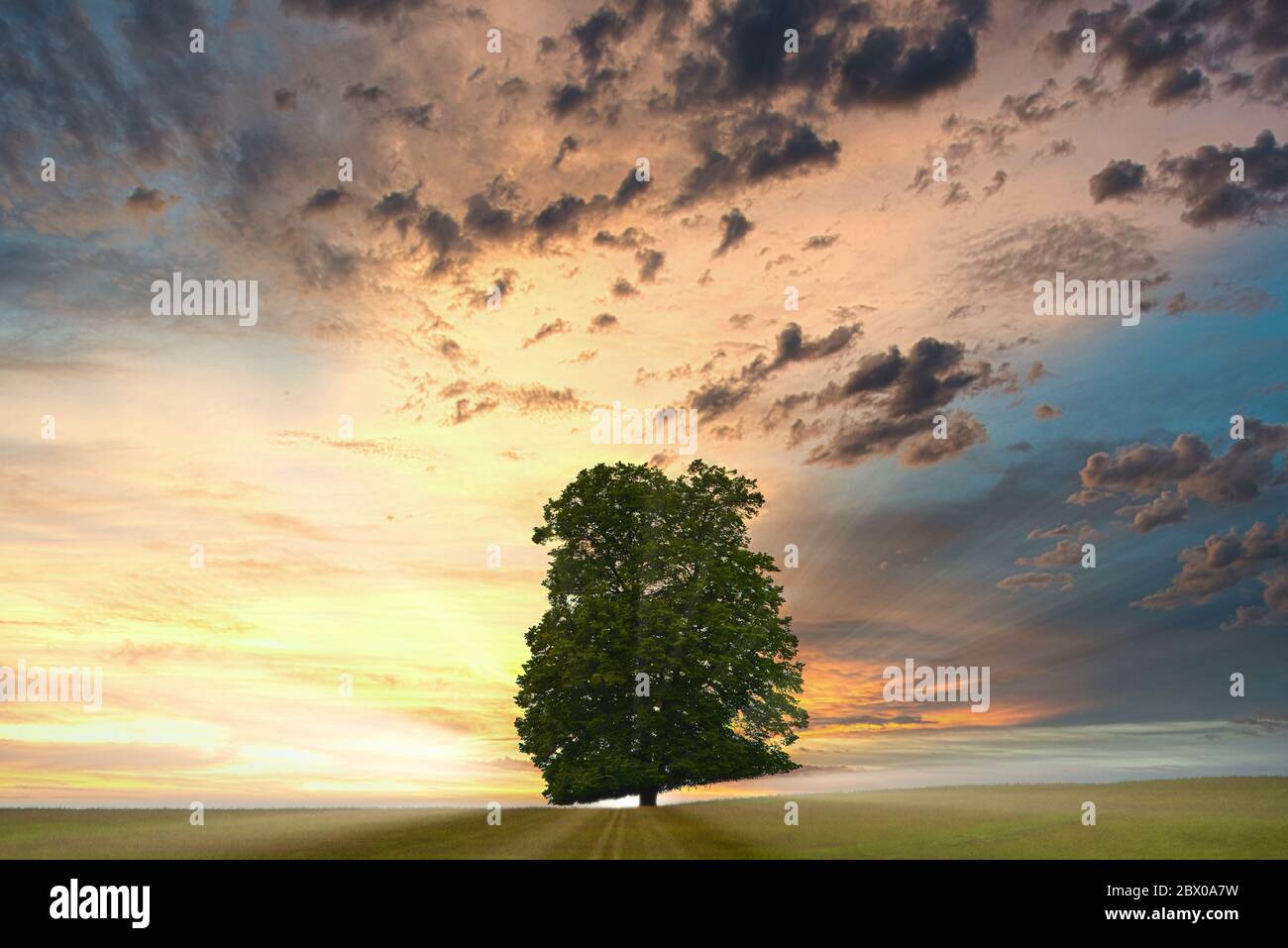 Lonely tree standing country hi-res stock photography and images - Alamy