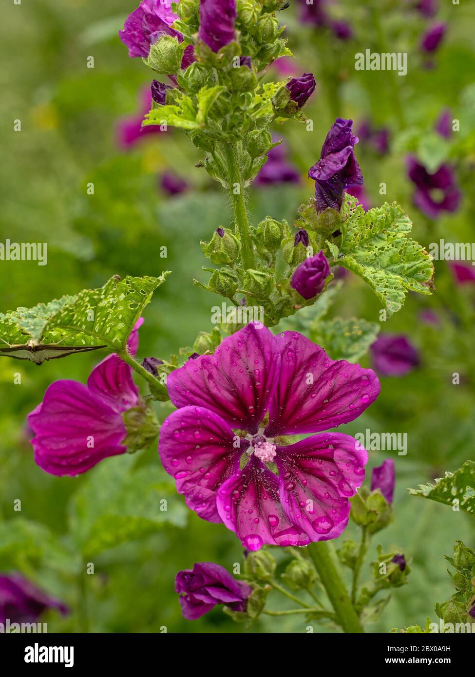 Purple common mallow flowers with dew drips in the garden - Malva sylvestris. Stock Photo