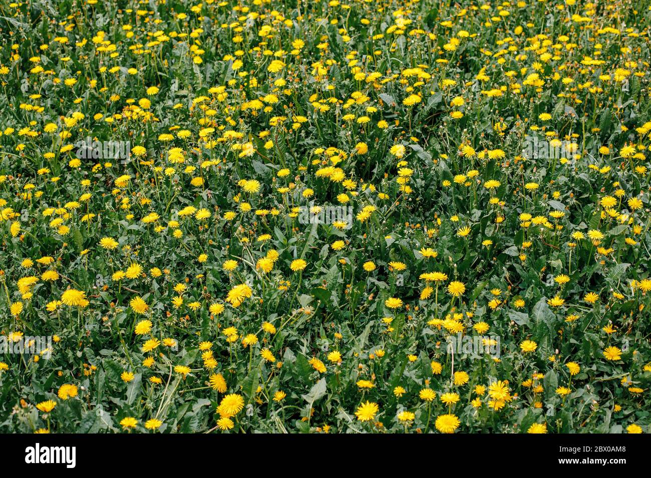 Meadow dandelions spring panorama hi-res stock photography and images ...