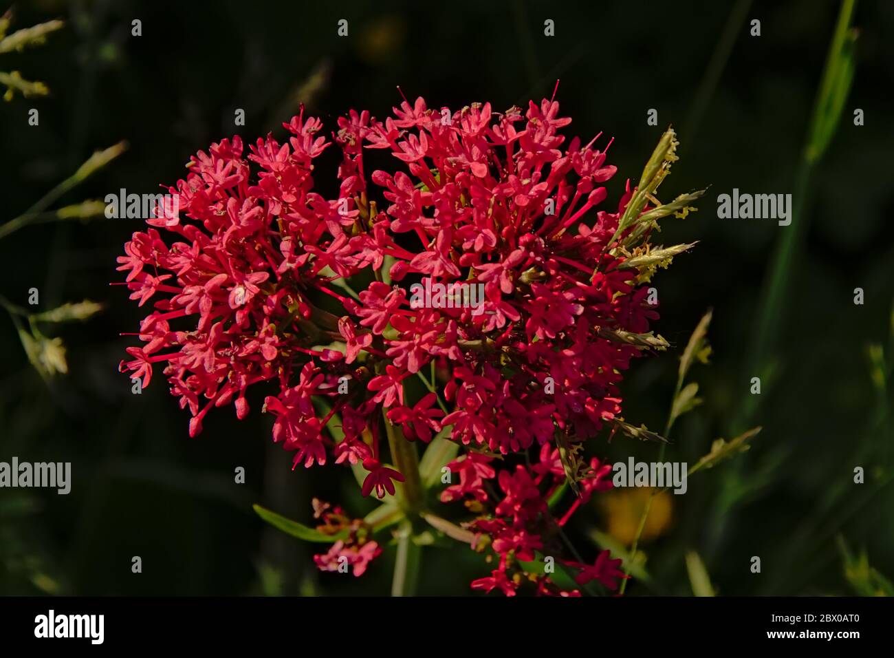 red valerian flowers in a wild naturalist garden - Centranthus ruber. Stock Photo