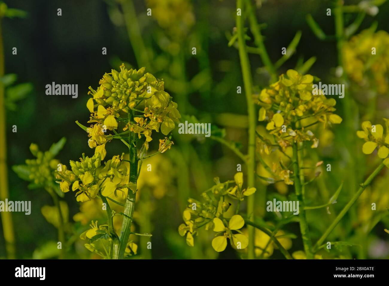 Wild turnip flowers - Brassica rapa oleifera Stock Photo