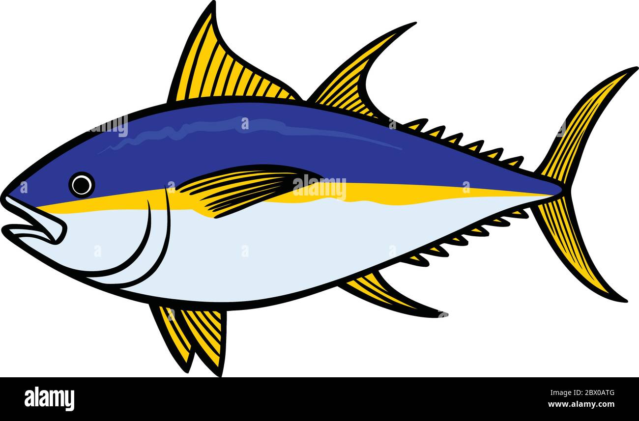 Yellow Fin Tuna- An Illustration of a Yellow Fin Tuna Stock Vector Image &  Art - Alamy
