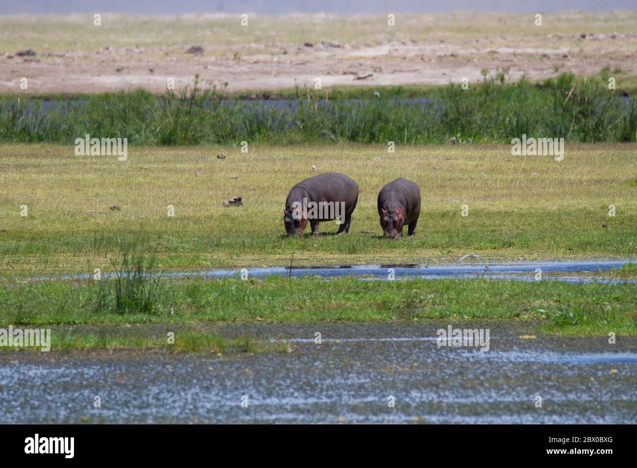 Typical african grass hi-res stock photography and images - Alamy