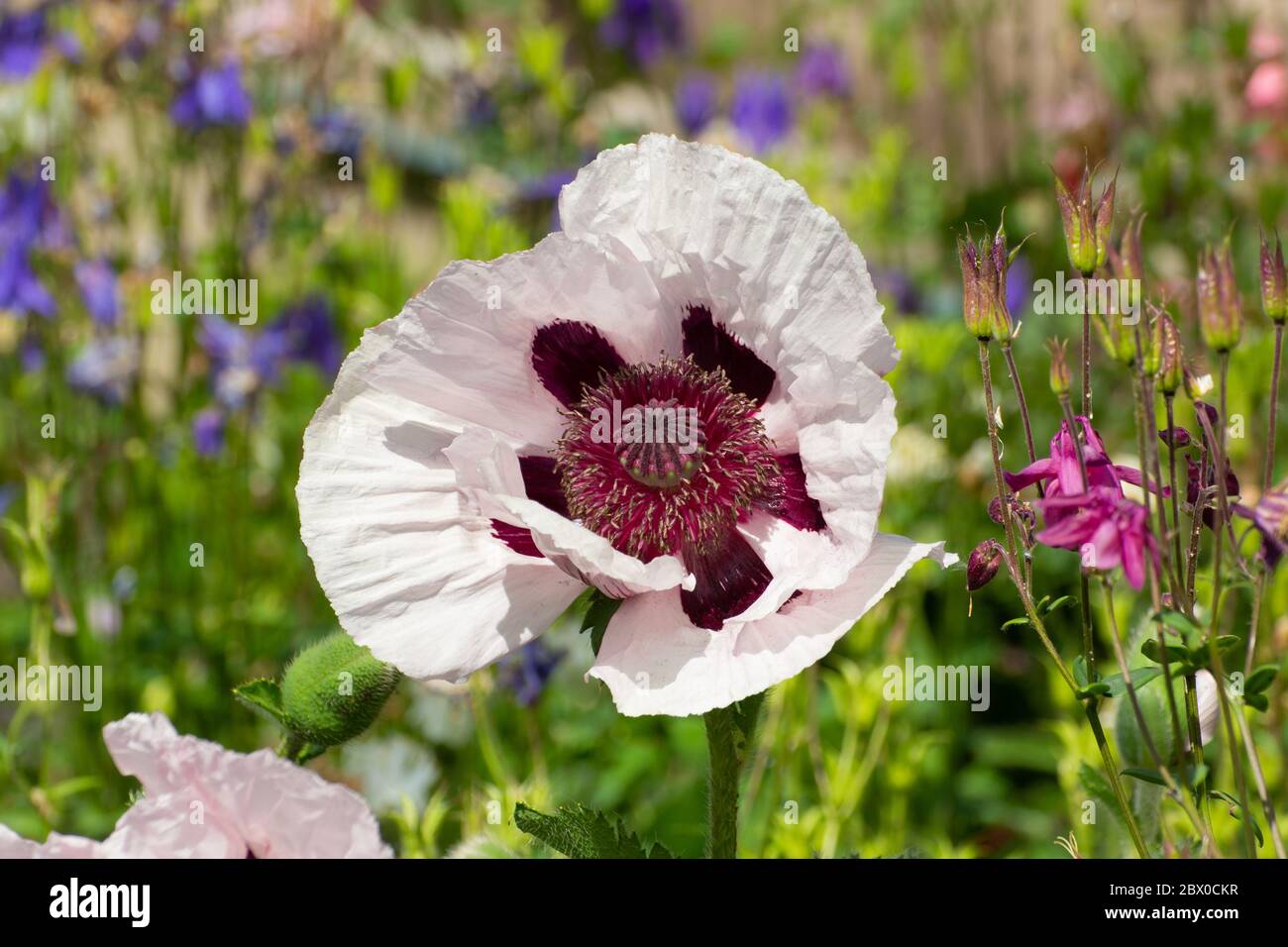 Close up of a white and purple oriental poppy, Papaver orientale or royal wedding. Stock Photo