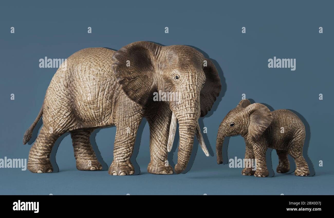 A baby and a mother elephant isolated on a blue background Stock Photo