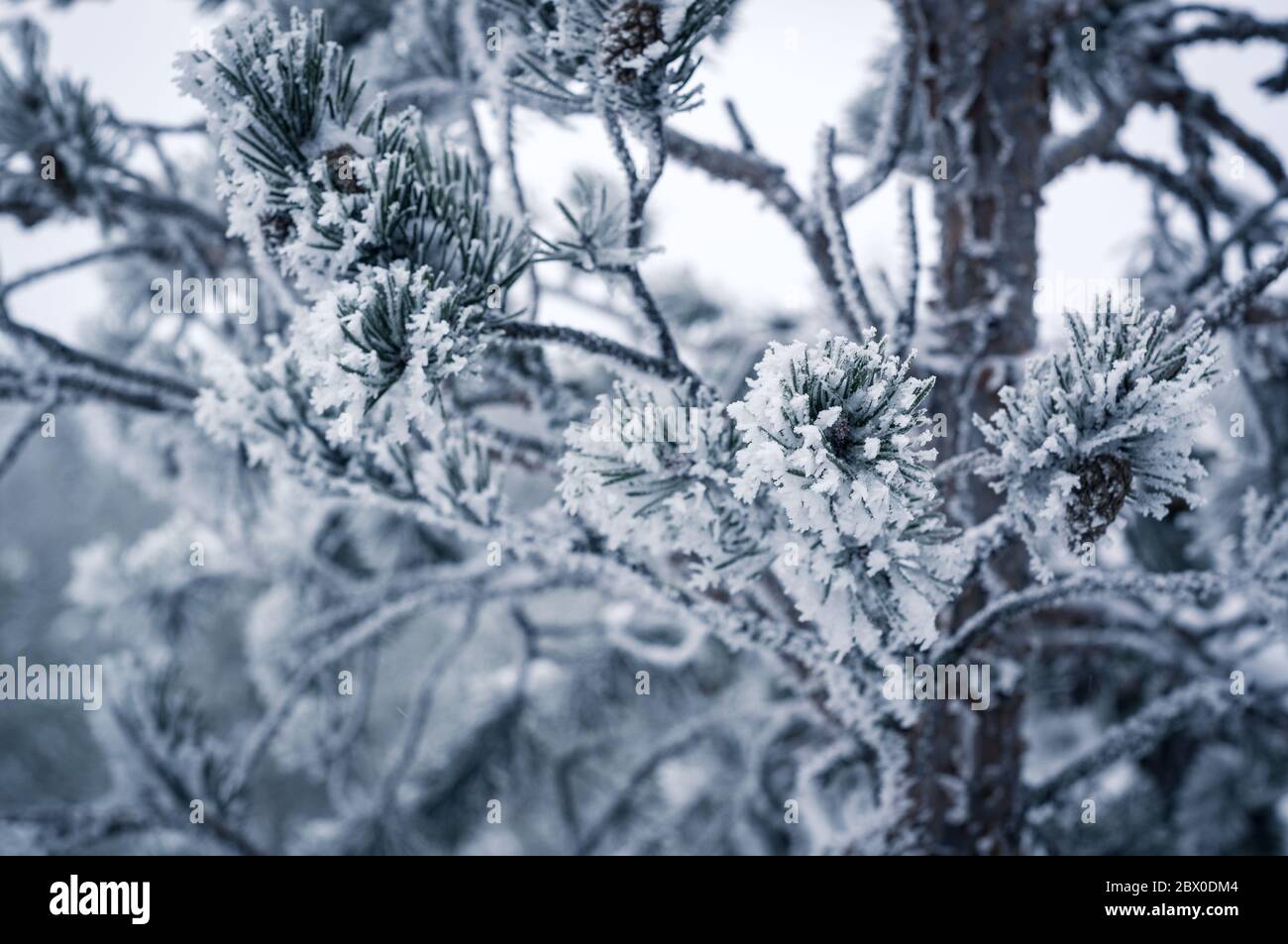 frozen and snow covered trunk of a fir tree Stock Photo - Alamy