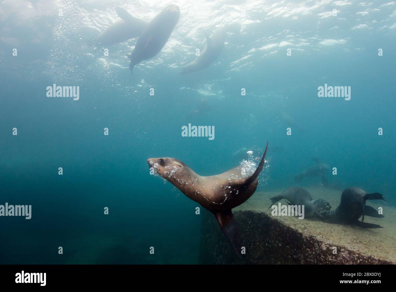 Young California sea lions (Zalophus californianus) are playing in the water around Los Islotes, Baja California, Mexico. Stock Photo