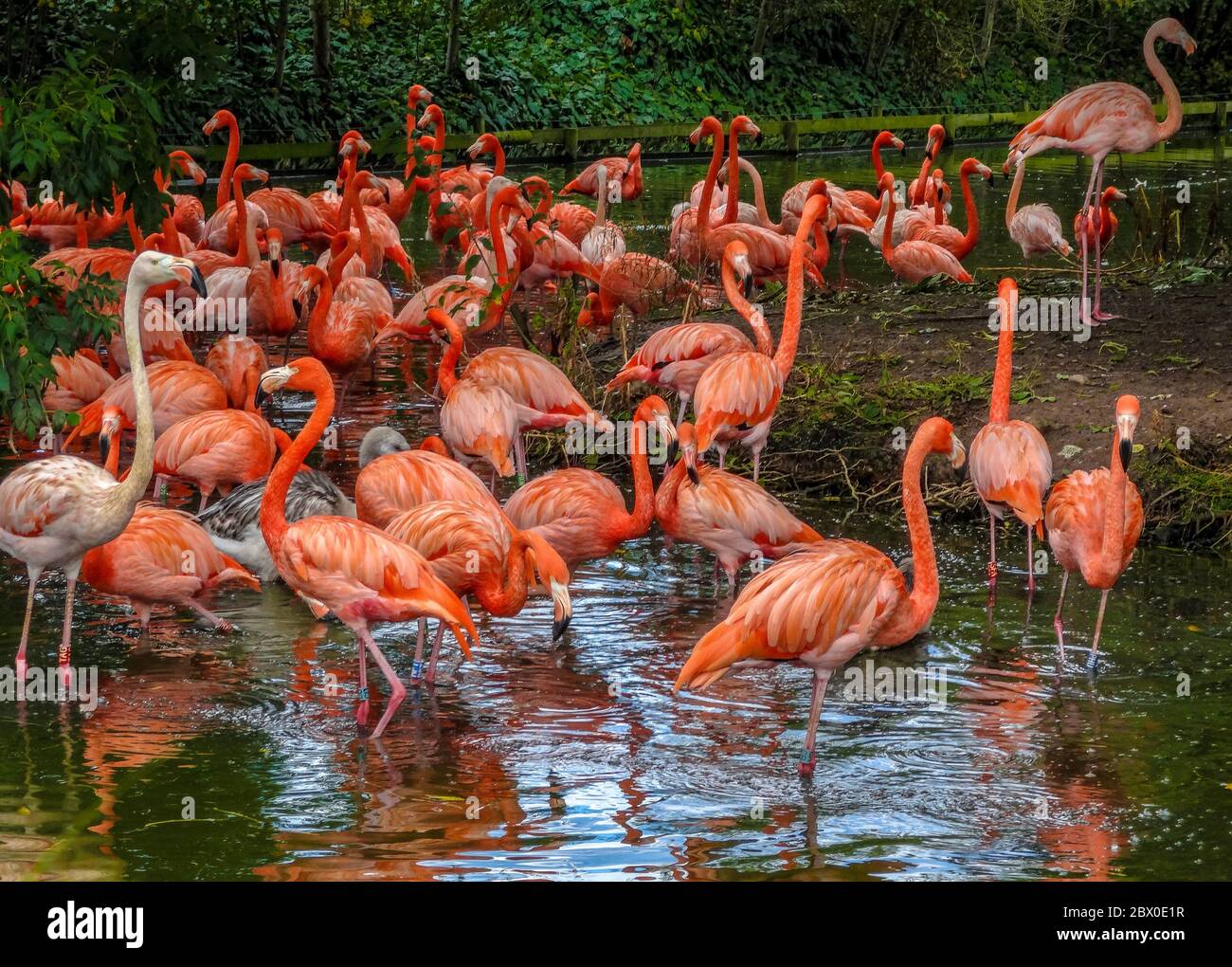 Beautiful Pink Flamingos standing in lake with reflections in Chester Zoo. Stock Photo