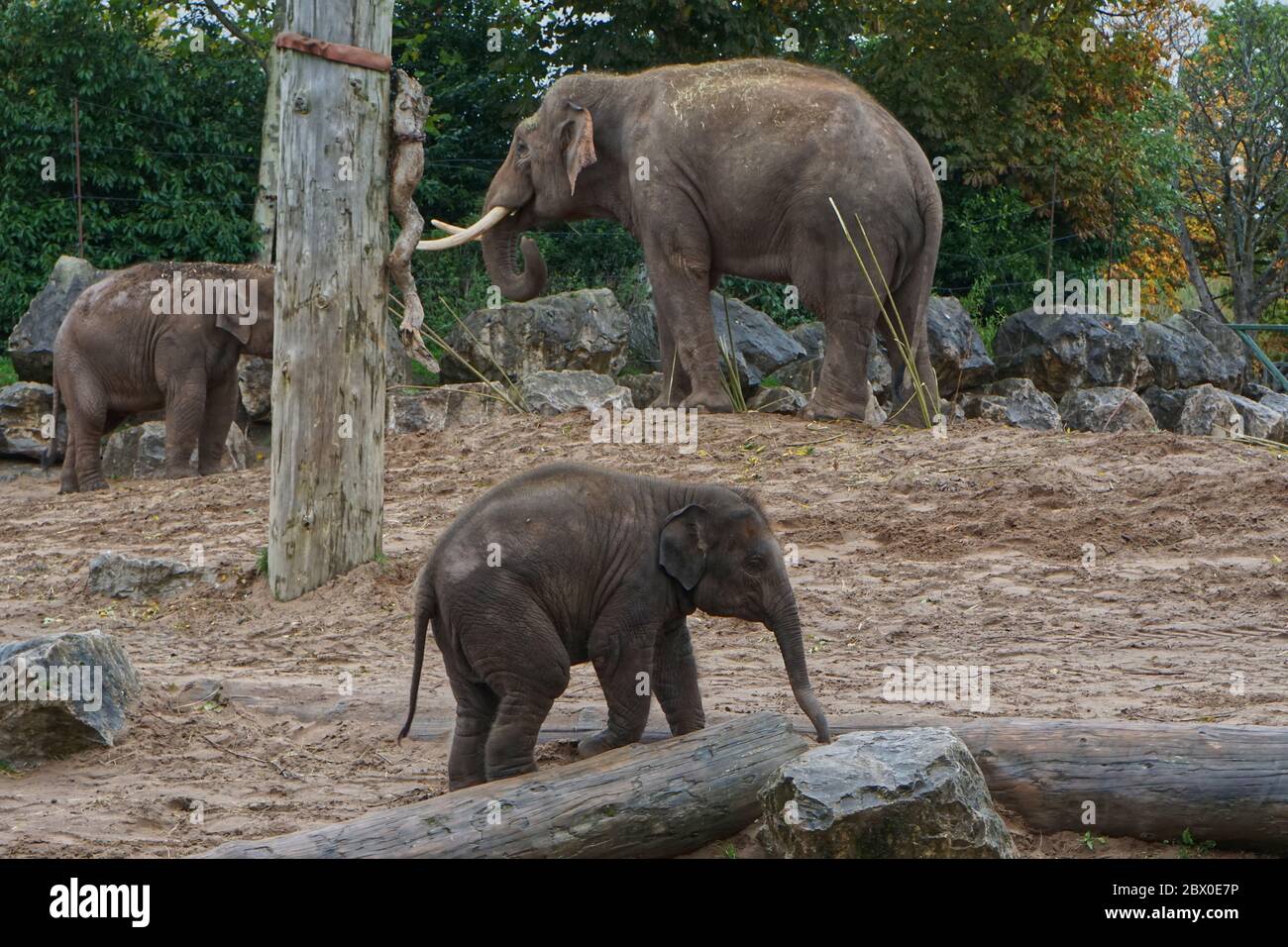 Closeup of two young elephants, following their mom Stock Photo