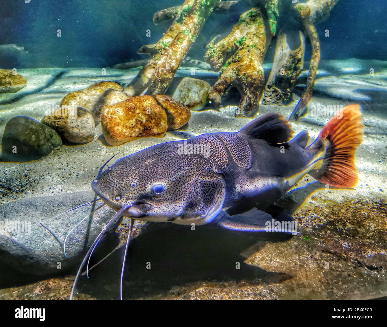 Small catfish shark in aquarium Stock Photo