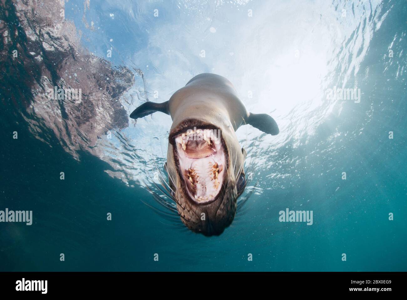Young California sea lion (Zalophus californianus) is trying to bite a camera while diving at Los Islotes, Baja California, Mexico. Stock Photo