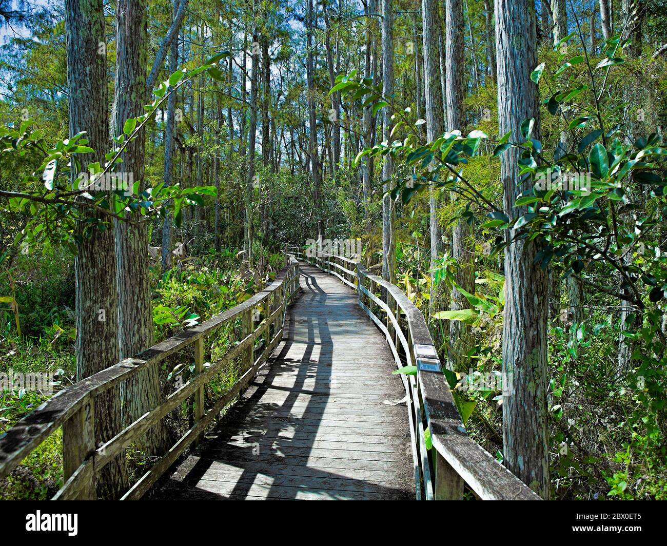 Audubon Corkscrew Swamp Sanctuary Stock Photo Alamy