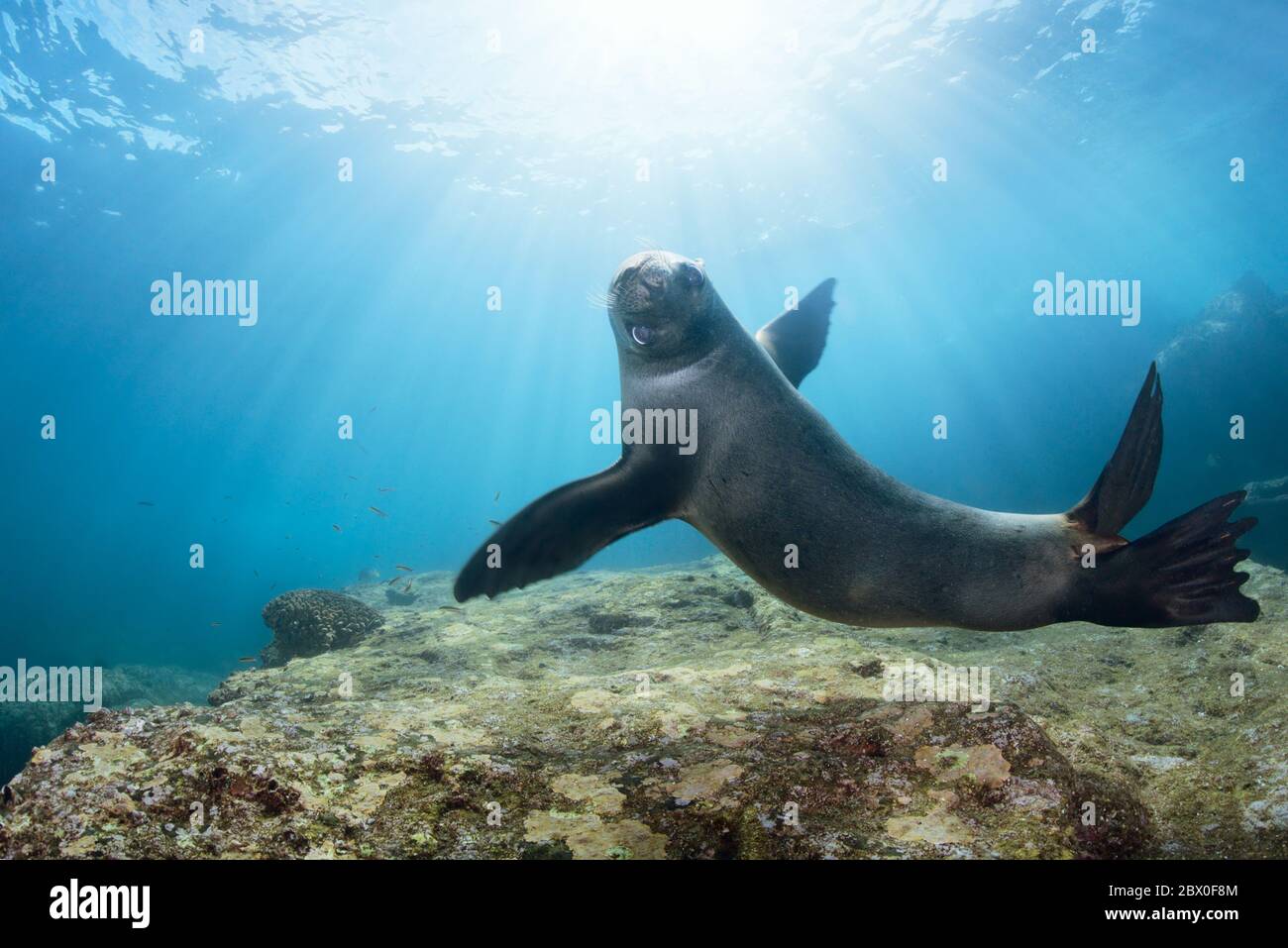 Young California sea lions (Zalophus californianus) are playing and showing off in the water around Los Islotes, Baja California, Mexico. Stock Photo