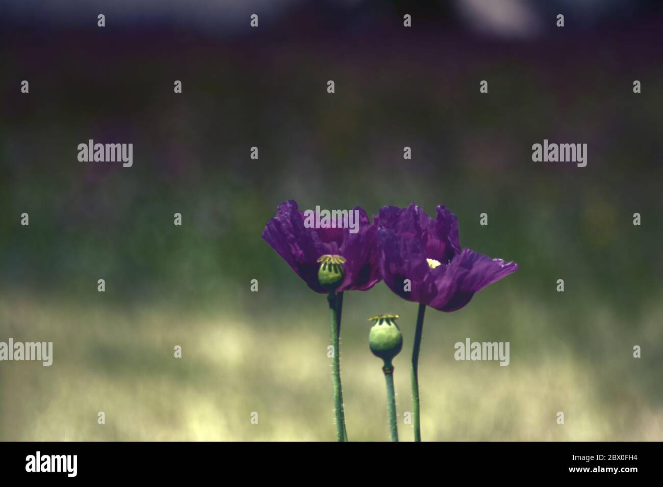 Purple poppies hi-res stock photography and images - Alamy