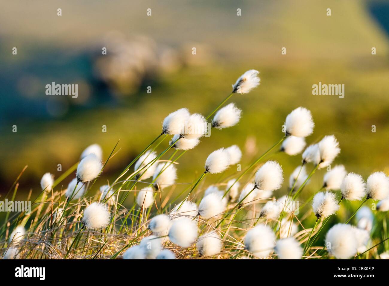 Eriophorum angustifolium, commonly known as common cottongrass / cotton